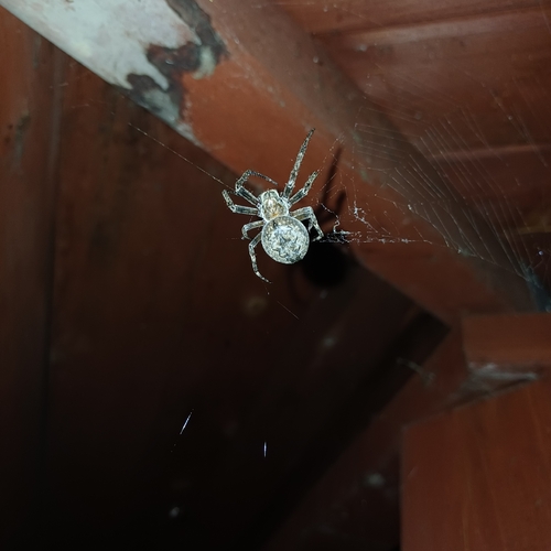 Larinioides ixobolus