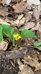 Viola pubescens