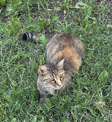 Domestic Cat