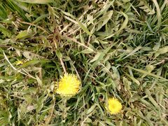 Taraxacum officinale