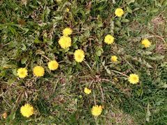 Taraxacum officinale