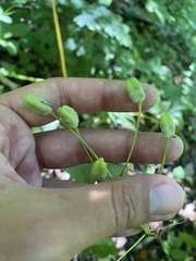 Ornithogalum arcuatum