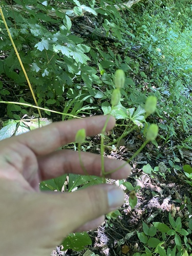 Ornithogalum arcuatum, photograph 3