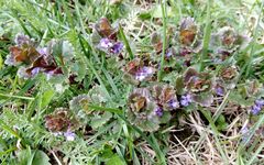 Glechoma hederacea