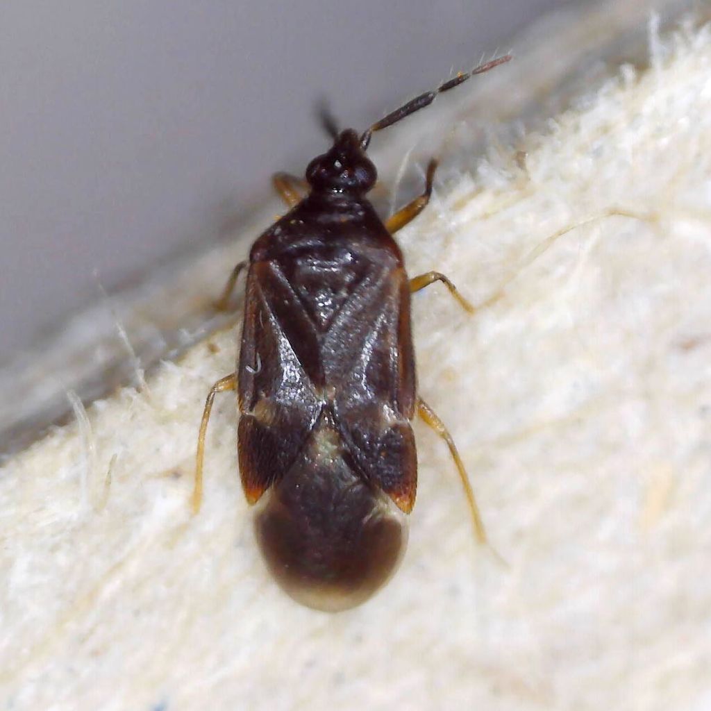 Buchananiella continua (Madeira True Bugs) · iNaturalist