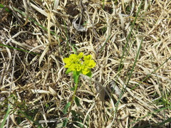 Helioscopia