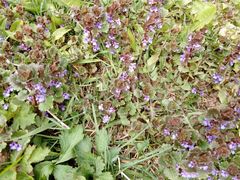 Glechoma hederacea
