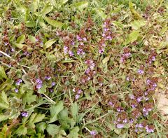 Glechoma hederacea
