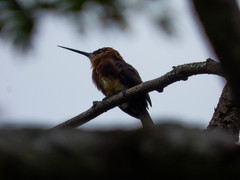 Brachygalba lugubris