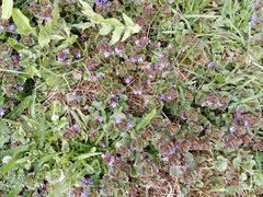 Glechoma hederacea
