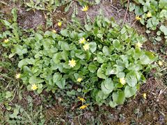 Ficaria verna