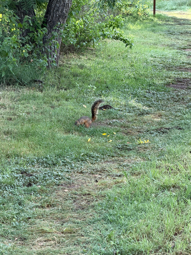 Mexican Fox Squirrel observed by lyrlc