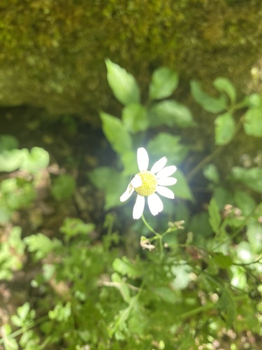 Tanacetum partheniifolium, photograph 6