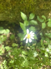 Tanacetum partheniifolium, photograph Илья Руденко, CC BY, iNaturalist via GBIF
