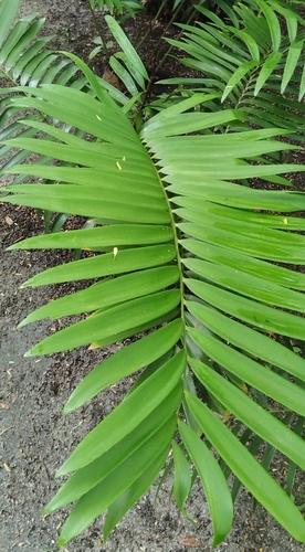 Zamia prasina, photograph 2