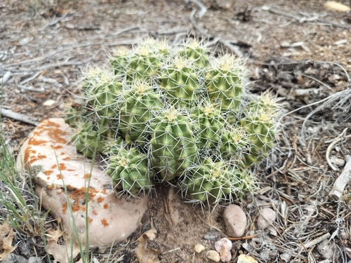 Mojave Kingcup Cactus