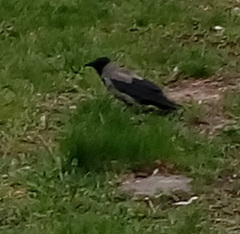Corvus cornix