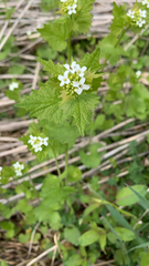 Alliaria petiolata