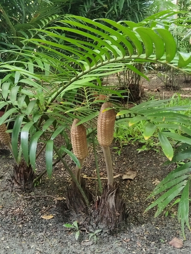Zamia prasina