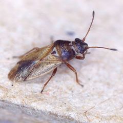 Cymus melanocephalus