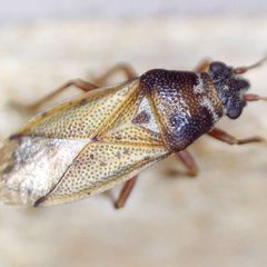 Cymus melanocephalus