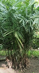 (c) Douglas Caro Lopez, some rights reserved (CC BY) Zamia loddigesii, photograph (c) Douglas Caro Lopez, some rights reserved (CC BY)