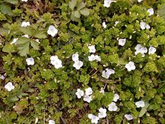 Veronica filiformis