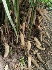 Zamia loddigesii