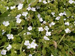 Veronica filiformis