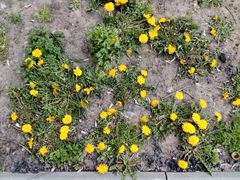 Taraxacum officinale