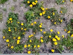 Taraxacum officinale