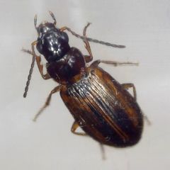 Dicheirotrichus placidus