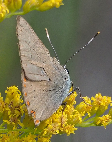 Coral Hairstreak