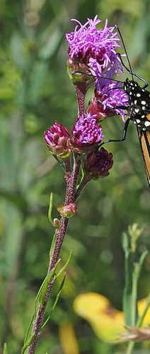 Rocky Mountain blazing star