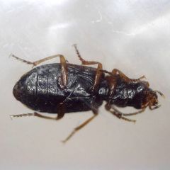 Dicheirotrichus placidus