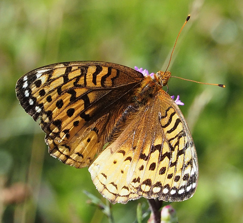 Great Spangled Fritillary