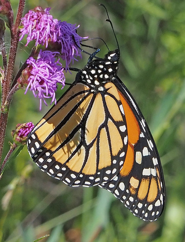 Monarch