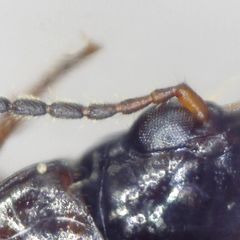 Dicheirotrichus placidus