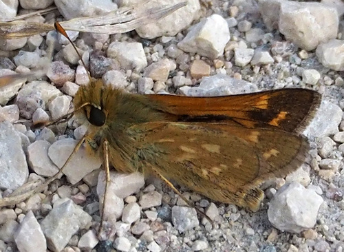Plains Branded Skipper