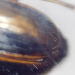 Dicheirotrichus placidus