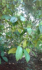 Oxyanthus pyriformis