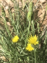 Scorzonera laciniata