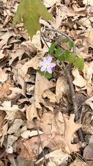 Thalictrum thalictroides