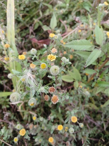 Pulicaria vulgaris, photograph 1