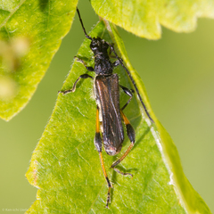 Callimoxys fuscipennis