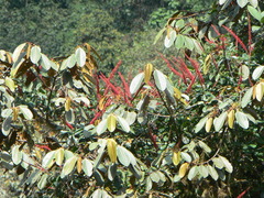 Sarcopera anomala