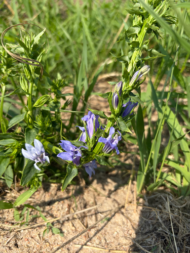great blue lobelia