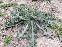 Cirsium vulgare