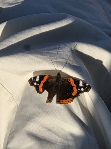 Red Admiral
