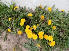 Taraxacum officinale